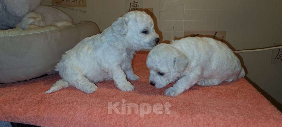 Собаки в Москве: Щенок Бишон фризе Мальчик, 50 000 руб. - фото 5