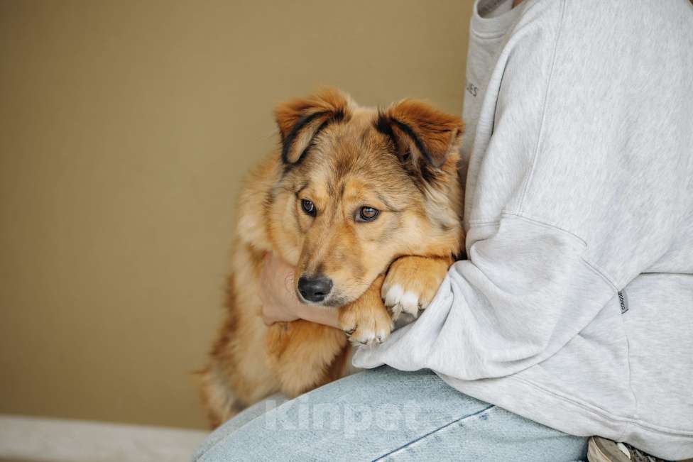 Собаки в Москве: Рыжая Оливка ищет свою семью Девочка, Бесплатно - фото 5