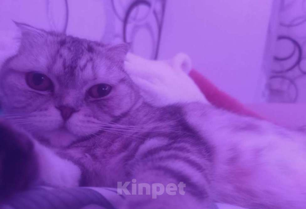 Кошки в Омске: Отдам красивую кошечку Девочка, Бесплатно - фото 1