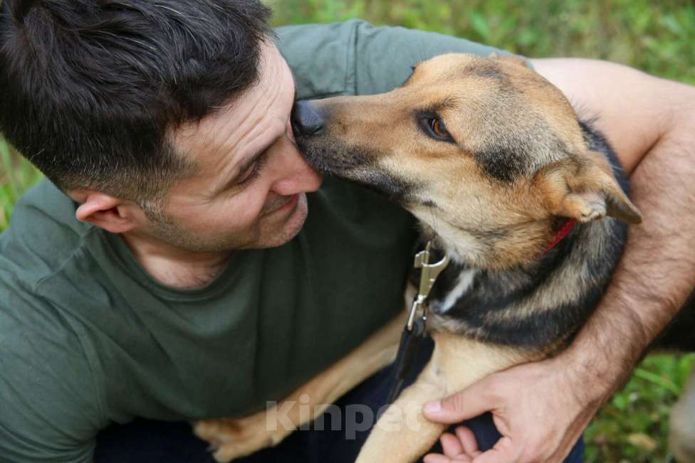 Собаки в Москве: Тиша Девочка, Бесплатно - фото 22