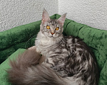 Кошки в Санкт-Петербурге: Котёнок мейн-кун Девочка, Бесплатно - фото 3