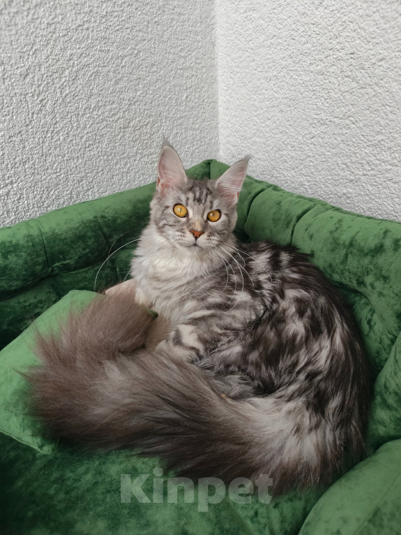 Кошки в Санкт-Петербурге: Котёнок мейн-кун Девочка, Бесплатно - фото 3
