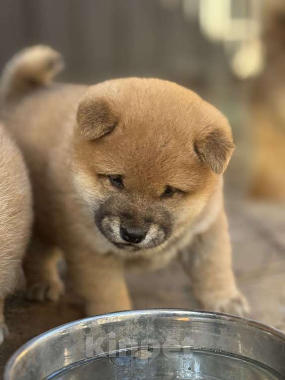 Собаки в Балашихе: Мальчик сиба Мальчик, 50 000 руб. - фото 4