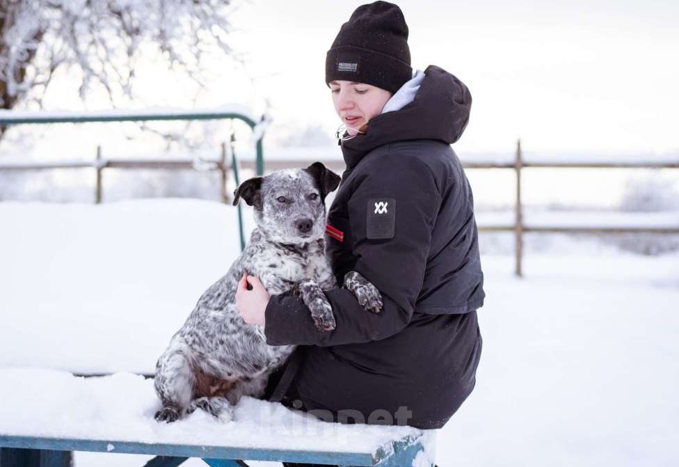 Собаки в Москве: Собака из приюта в добрые руки! Девочка, Бесплатно - фото 3