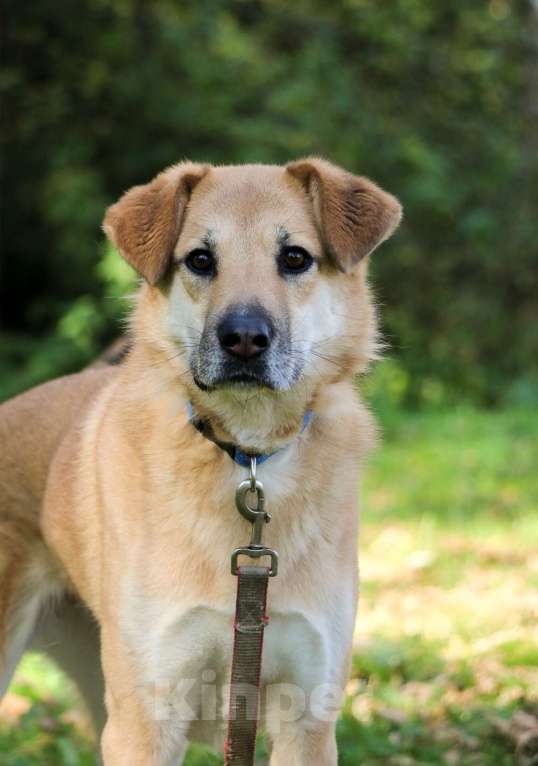 Собаки в Москве: Чудесная Барабулька ищет дом и любящую семью! Девочка, Бесплатно - фото 3