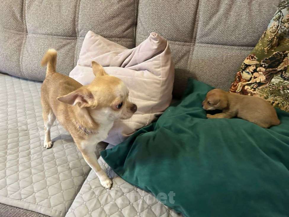 Собаки в Волгограде: Продаются щенки чивини Мальчик, Бесплатно - фото 5