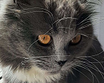 Кошки в Химках: Кошка с янтарными глазами Девочка, Бесплатно - фото 3