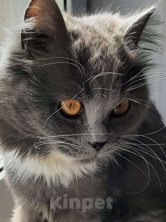 Кошки в Химках: Кошка с янтарными глазами Девочка, Бесплатно - фото 3