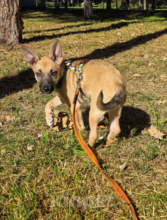 Собаки в Мытищах: Милая Шелби Девочка, Бесплатно - фото 5