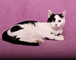 Кошки в Москве: Нежный и ласковый котенок Симба в добрые руки Мальчик, 1 руб. - фото 2