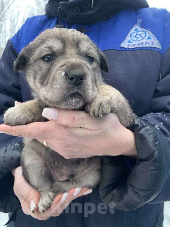 Собаки в Лебедяни: В добрые руки Мальчик, Бесплатно - фото 3
