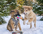 Собаки в Москве: щенок Луша в добрые руки Девочка, Бесплатно - фото 6