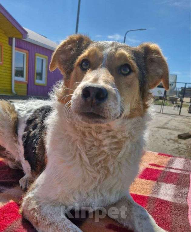 Собаки в Шебекино: Джек ищет своего человека Мальчик, Бесплатно - фото 1