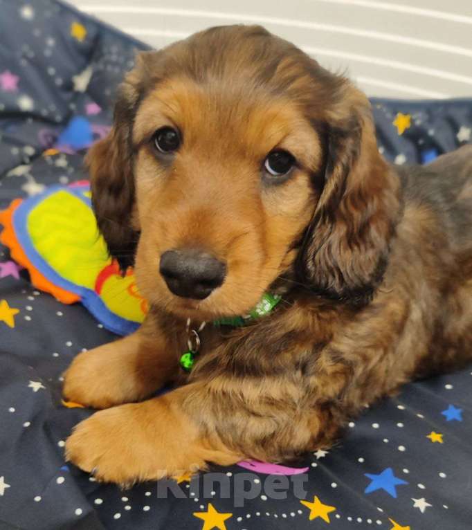 Собаки в Рязани: Предлагаю щенков таксы стандартной длинношерстной от красивой пары чемпионов. Мальчик, 50 000 руб. - фото 5