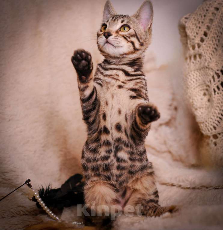 Кошки в Москве: Бенгальский котенок золото холодный Мальчик, 35 000 руб. - фото 2