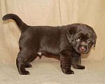 Собаки в Москве: Шоколадные щенки лабрадора. Мальчик, 80 000 руб. - фото 7