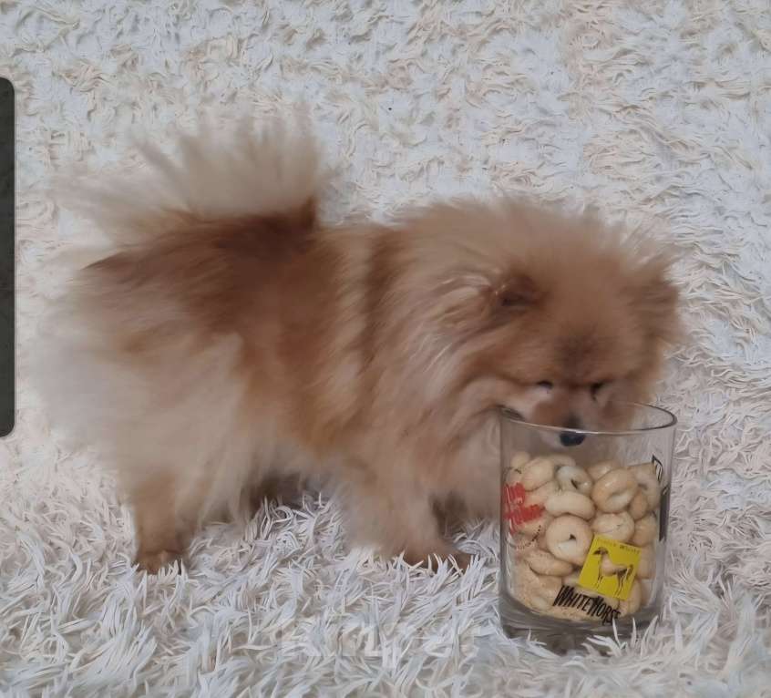 Собаки в Электростали: Ищет новую семью трёх лентяя девочка.  Девочка, Бесплатно - фото 7