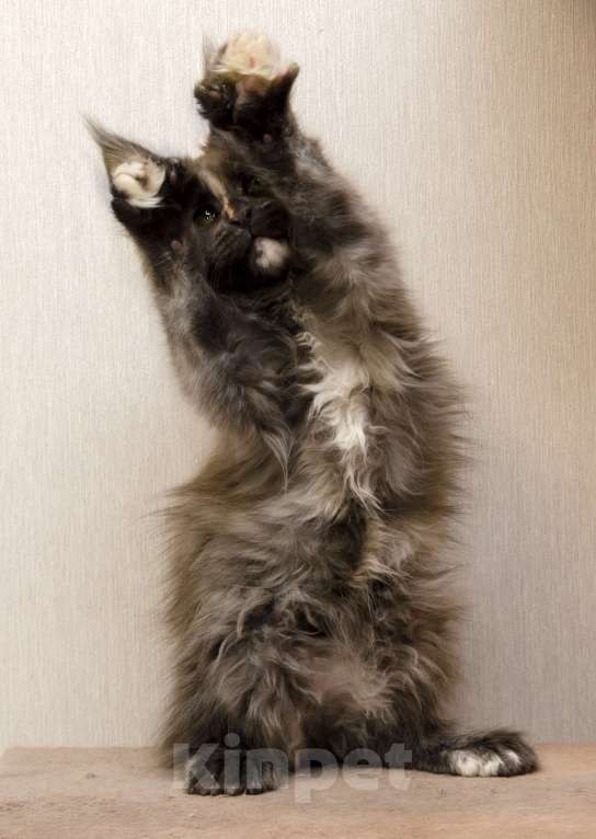 Кошки в Москве: Котята мейн-кун Девочка, 40 000 руб. - фото 2