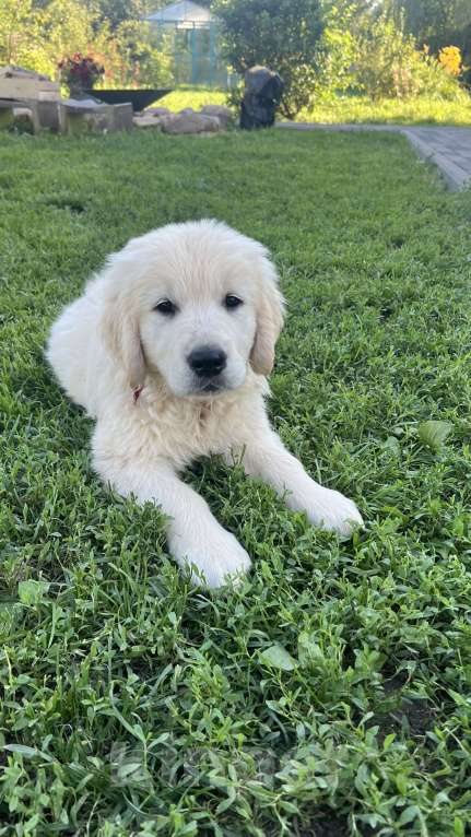 Собаки в других городах Тверской области: Щенки золотистого ретривера (возможна доставка по городу Тверь ) Мальчик, 80 000 руб. - фото 10