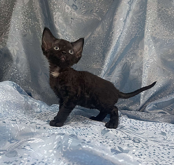 Котенок Девон Рекс девочка черный биколор