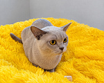 Кошки в Люберцах: Продается нежная бурманская кошечка Девочка, 25 000 руб. - фото 2