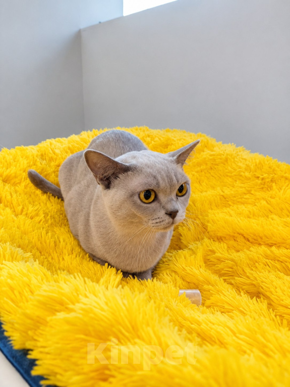 Кошки в Люберцах: Продается нежная бурманская кошечка Девочка, 25 000 руб. - фото 2
