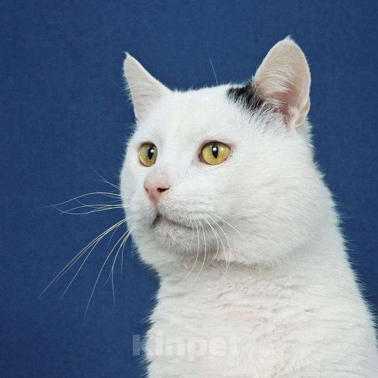 Кошки в Москве: Я уже достаточно поскитался. Хочу быть счастливым. Мальчик, Бесплатно - фото 7