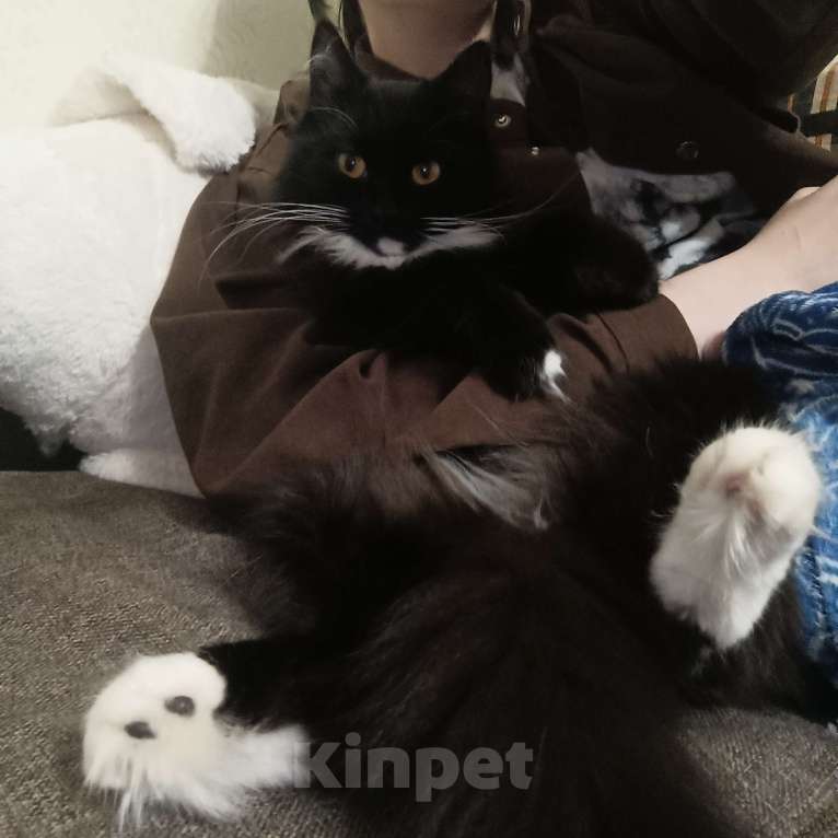 Кошки в Королеве: Молодая кошка, на вязку. Девочка всего 3 годика.  Девочка, Бесплатно - фото 7