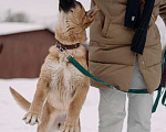 Собаки в Москве: Щенок в добрые руки Девочка, 10 руб. - фото 4