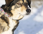 Собаки в Москве: Чудесная девочка из приюта в добрые руки Девочка, Бесплатно - фото 9