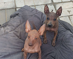 Собаки в Москве: Девочки мексиканской голой собаки-ксоло мини  Девочка, 50 000 руб. - фото 2