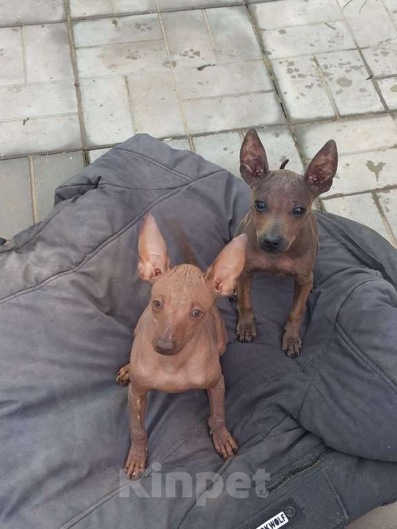 Собаки в Москве: Девочки мексиканской голой собаки-ксоло мини  Девочка, 50 000 руб. - фото 2