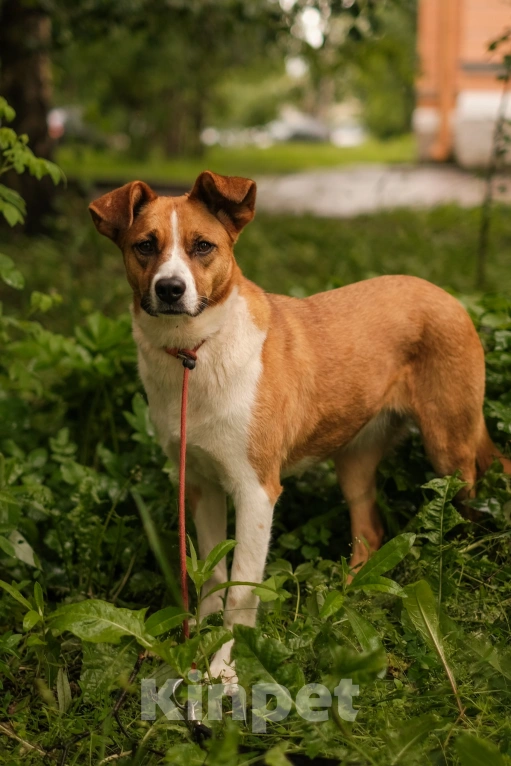 Собаки в Санкт-Петербурге: Эльза из приюта в добрые руки Девочка, Бесплатно - фото 8