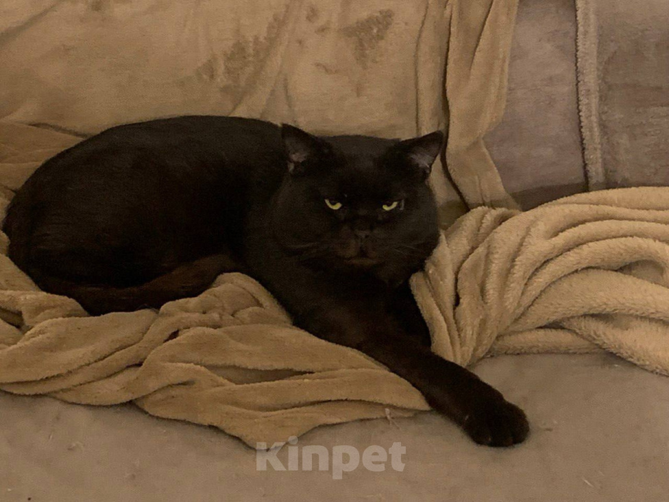 Кошки в Москве: Котик Люцик ищет дом! Мальчик, Бесплатно - фото 7