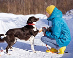 Собаки в Москве: Комета ищет семью Девочка, Бесплатно - фото 4