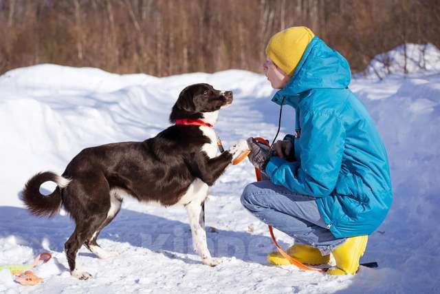 Собаки в Москве: Комета ищет семью Девочка, Бесплатно - фото 4