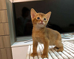 Кошки в Москве: Абиссинский котёнок Элвис Мальчик, 26 000 руб. - фото 1
