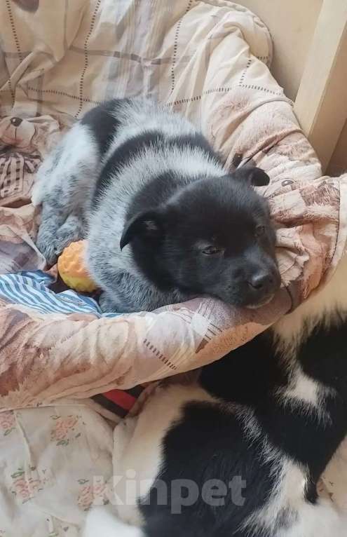 Собаки в других городах Московской области: Ищу хозяина Девочка, Бесплатно - фото 2