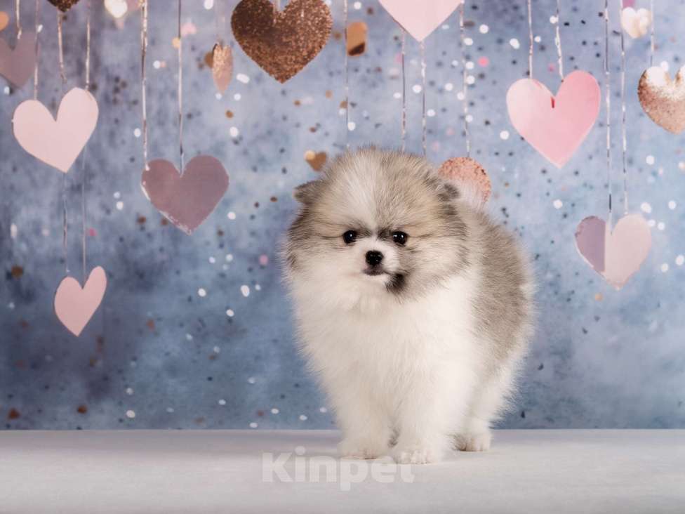 Собаки в Москве: Немецкий шпиц, щенок Девочка, 90 000 руб. - фото 3