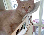Кошки в Москве: Рыжий вежливый и тактичный кот Стив в добрые руки Мальчик, Бесплатно - фото 2