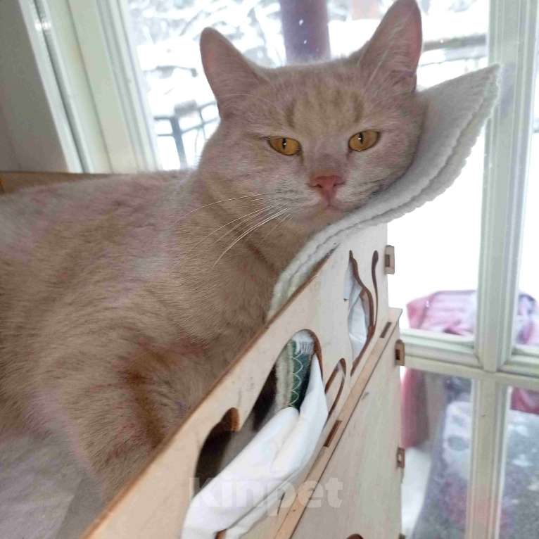 Кошки в Москве: Рыжий вежливый и тактичный кот Стив в добрые руки Мальчик, Бесплатно - фото 2
