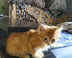 Кошки в Сертолово: Злата , золотистое облачко, 10 руб. - фото 4