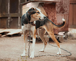 Собаки в Новосибирске: Барон ищет дом Мальчик, Бесплатно - фото 1
