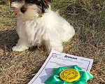 Собаки в Златоусте: Продам щенка бивера Девочка, 70 000 руб. - фото 8