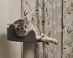 Кошки в Владимире: Лесная красавица Девочка, Бесплатно - фото 2