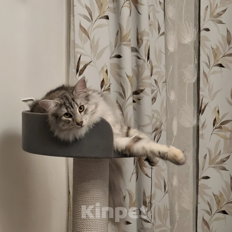 Кошки в Владимире: Лесная красавица Девочка, Бесплатно - фото 2