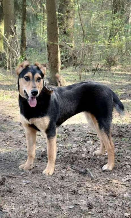 Собаки в Пушкино: отдам собаку Девочка, Бесплатно - фото 7