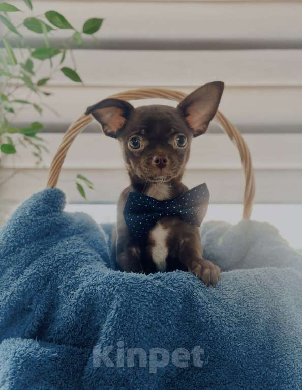Собаки в других городах Московской области: Чихуахуа  Мальчик, 30 000 руб. - фото 2