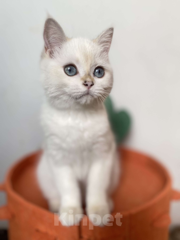 Кошки в Москве: Шотландские котята  Девочка, 25 000 руб. - фото 3