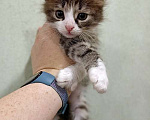 Кошки в Москве: Домашние котята-девочки в добрые руки Девочка, 10 руб. - фото 2